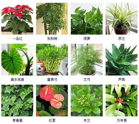 觀賞植物的種類